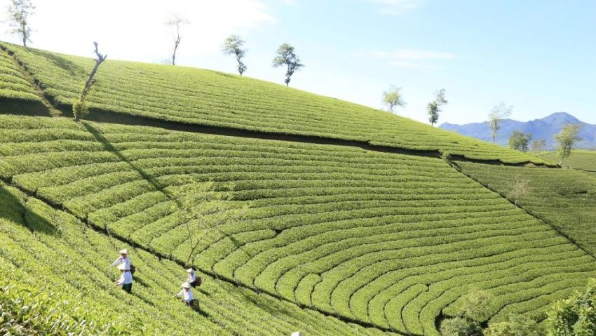 Phát triển nông nghiệp theo hướng hàng hóa tập trung, quy mô lớn