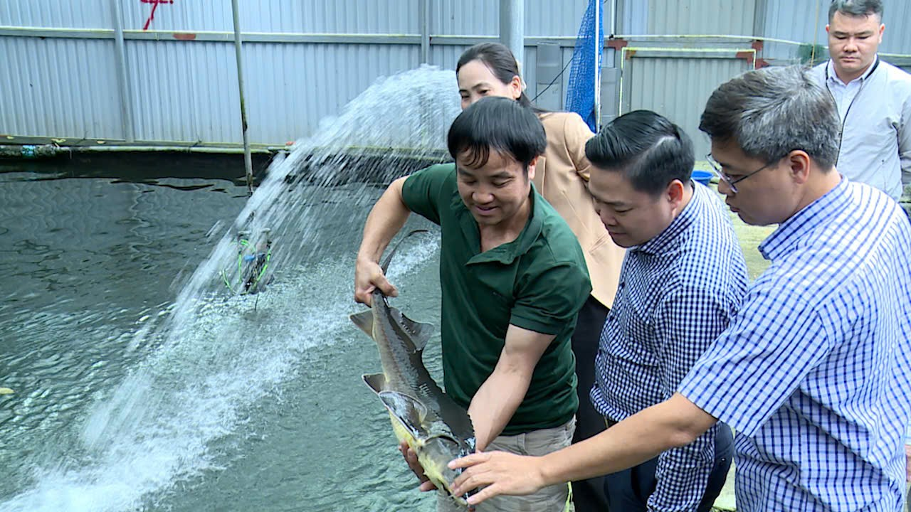 Sản xuất thủy sản 6 tháng đầu của tỉnh Phú Thọ duy trì đà tăng trưởng bền vững