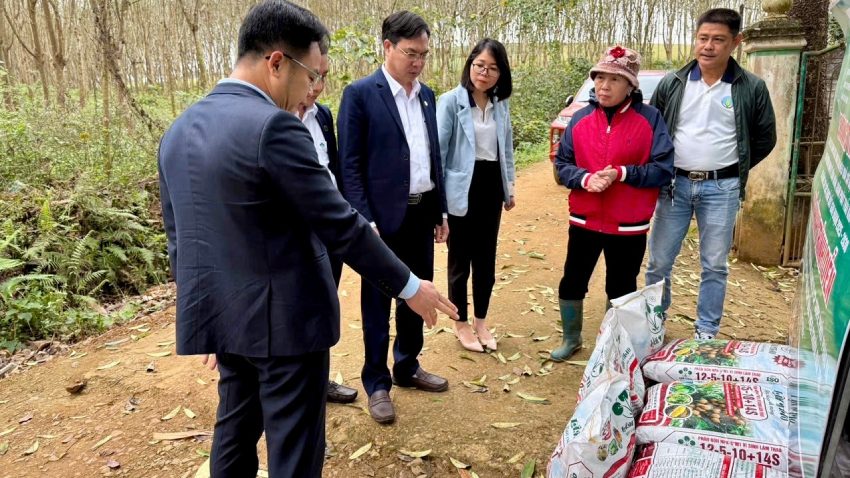 Mô hình trình diễn phân bón Lâm Thao trên cây dứa tại nông trường Vân Du, huyện Thạch Thành, tỉnh Thanh Hóa