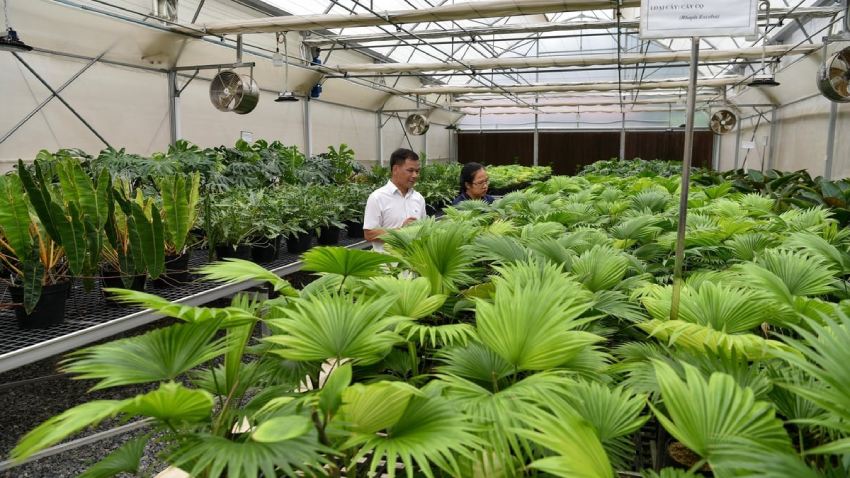 Một sáng ở Vườn thực nghiệm của Supe Lâm Thao