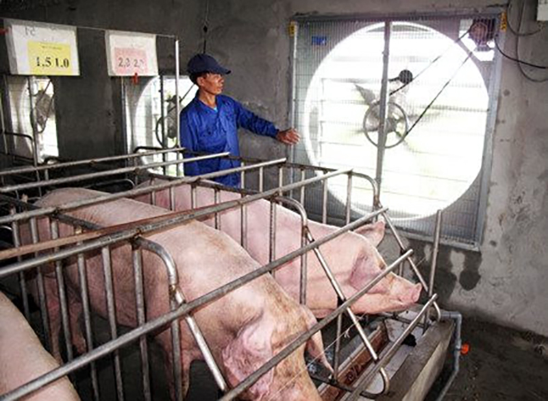 Chống nóng cho đàn vật nuôi
