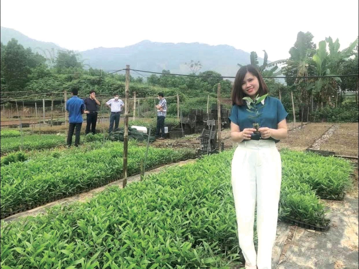 Bầu ươm hữu cơ siêu nhẹ tự hủy - Giải pháp xanh đột phá nâng tầm lâm nghiệp Phú Thọ